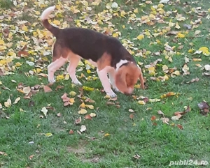 beagle femelă 