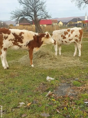 vand vitele din vaci bune de lapte mai multe la telefon  