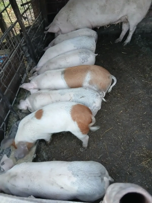 Vând purcei din monta !