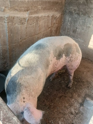 Porci de vanzare  16 Ron - imagine 3