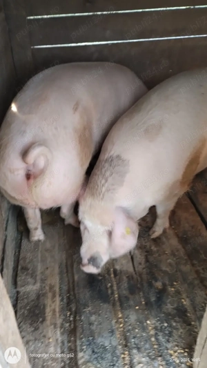 Vand porci rasa Marele Alb - imagine 2