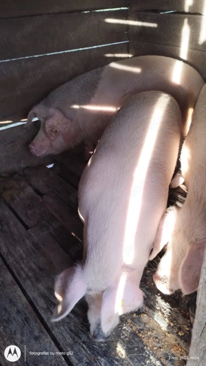 Vand porci rasa Marele Alb