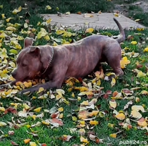 amstaff blue fawn tigrat - imagine 4