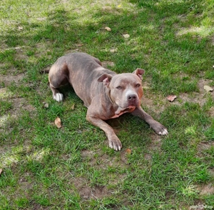 amstaff blue fawn tigrat - imagine 5