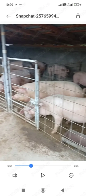 Porci de toate marimile  - imagine 4