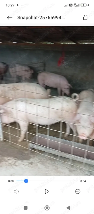 Porci de toate marimile  - imagine 2
