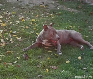 amstaff blue fawn tigrat