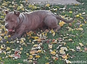 amstaff blue fawn tigrat - imagine 2