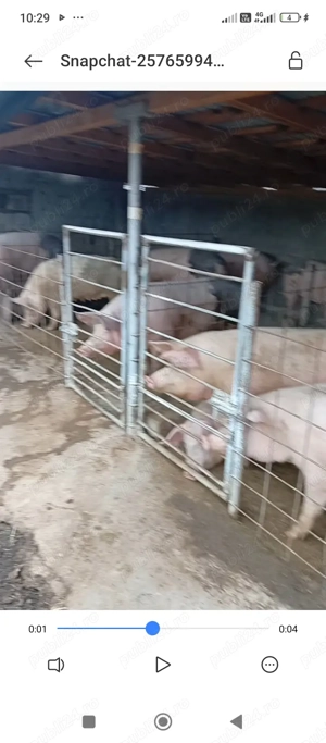 Porci de toate marimile  - imagine 3