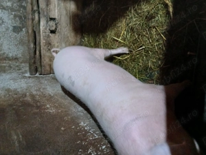 Vînd porc cu o greutate de 140 150 kg 