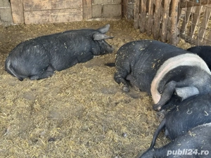 soldani Bazna originali !! 70-90 kg !