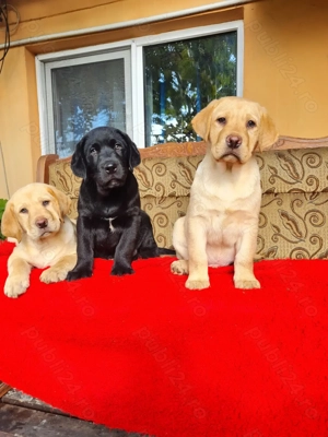Labrador Retriever Aurii și Negru masculi disponibili imediat.