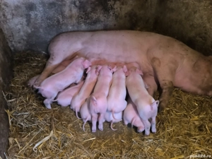 Purcei landras 85% - imagine 3