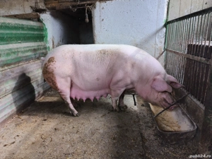 Purcei landras 85% - imagine 4