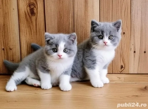 British shorthair pui superbi
