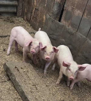 Vând purcei marele alb 