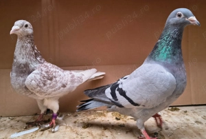 Porumbei voiajori, tineret 2025 și din matca - imagine 2