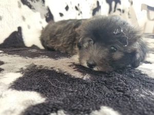 Trei pui de Bichon Havanez - imagine 4