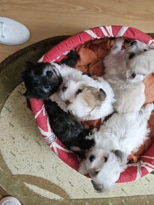 Trei pui de Bichon Havanez - imagine 2