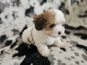 Trei pui de Bichon Havanez - imagine 3