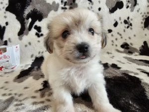 Trei pui de Bichon Havanez - imagine 5