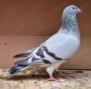 Porumbei voiajori, tineret 2025 și din matca - imagine 4