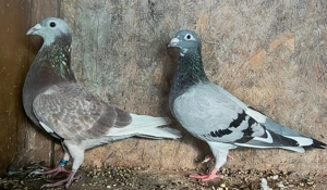 Porumbei voiajori, tineret 2025 și din matca - imagine 3