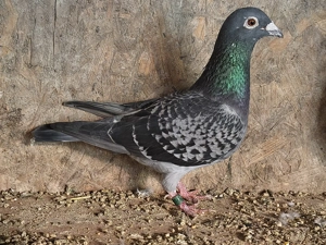 Porumbei voiajori, tineret 2025 și din matca - imagine 5