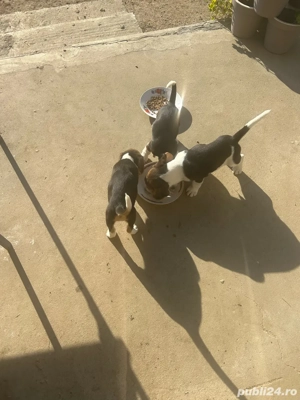 Vand 3 catei beagle tricolor. - imagine 3