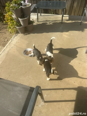Vand 3 catei beagle tricolor.