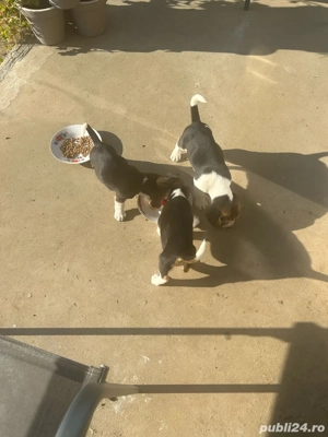 Vand 3 catei beagle tricolor. - imagine 2