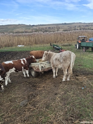 De vânzare vitei  - imagine 2