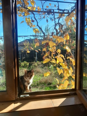 Casă de vânzare cu teren mare în satul Bolovani, 45km București - imagine 9