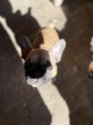 Buldog francez rasa pura