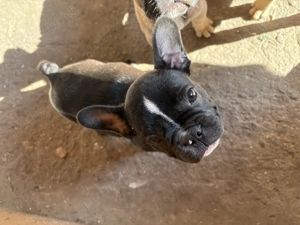 Buldog francez rasa pura - imagine 4