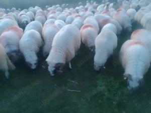 Vând oi frumoase merită văzute  - imagine 2