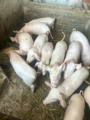 Vând purcei 3 luni - imagine 2