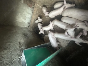 Vând purcei 3 luni - imagine 3