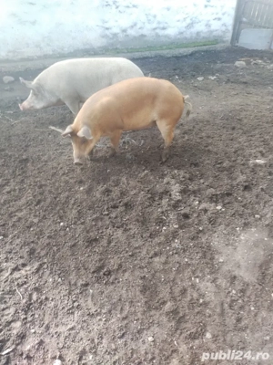 vinzare Duroc - imagine 2