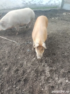 vinzare Duroc - imagine 3