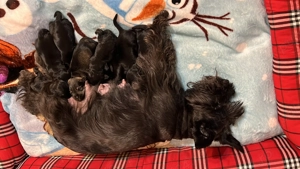 Vand Schnauzer Pitic