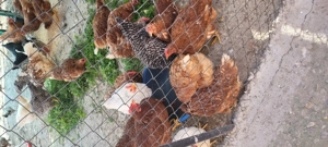 Gaini de vanzare oradea - imagine 3