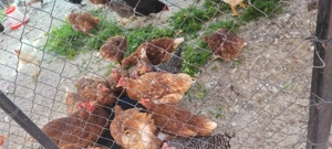 Gaini de vanzare oradea - imagine 4