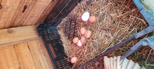 Gaini de vanzare oradea - imagine 5