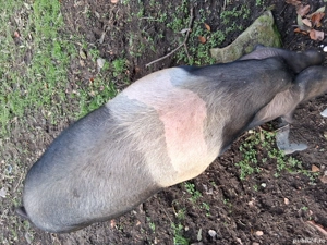 Scroafe Bazna   - imagine 4