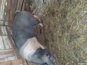 Scroafe Bazna   - imagine 5