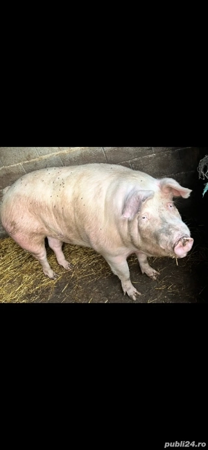 Vand porci de rasa Landrace - imagine 3