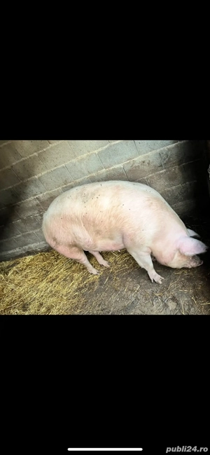 Vand porci de rasa Landrace - imagine 2