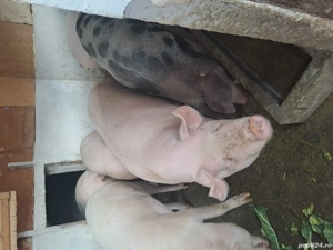 Porci grasii de taiat