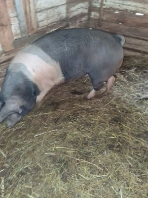 Scroafe Bazna  - imagine 5